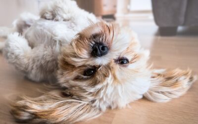 dog, pet, canine-2785077.jpg