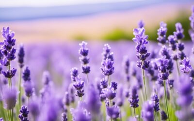 lavender supplement