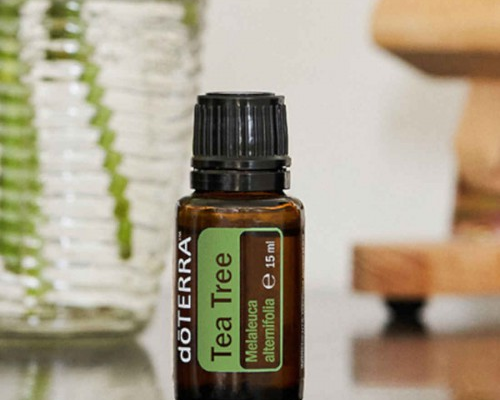 Tea Tree (Melaleuca): The Groot of Germ-Fighting 🌱💚